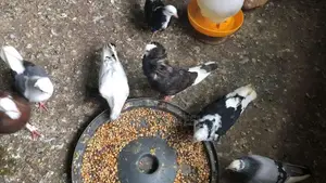 Fancy Pigeon