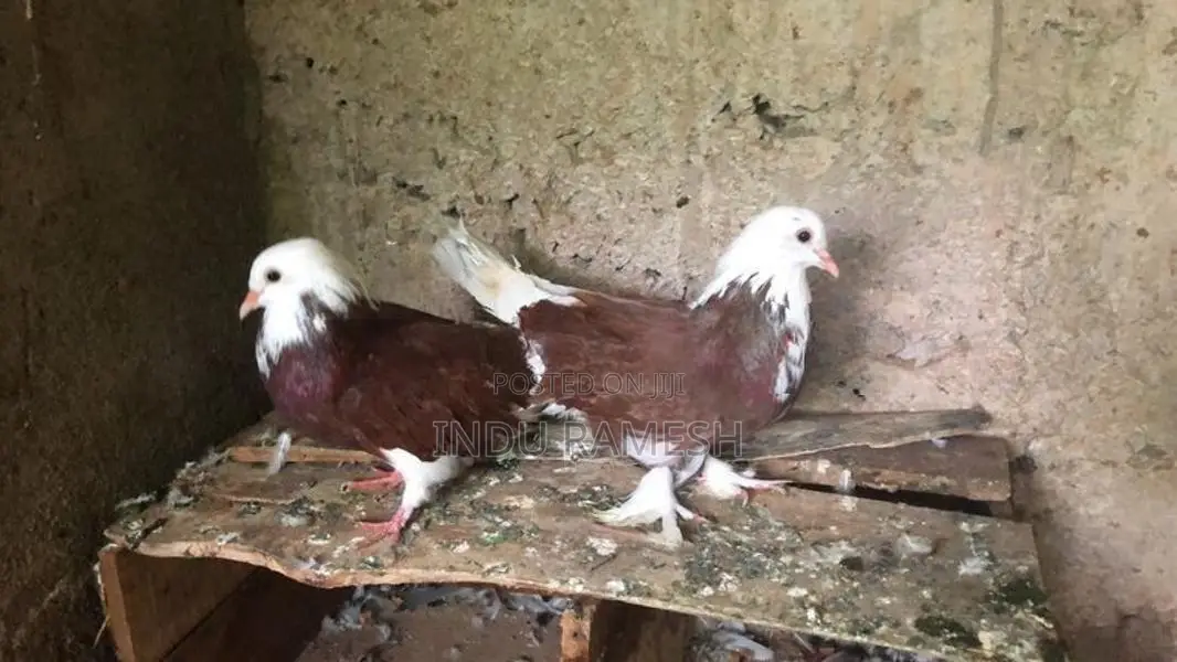 Fancy Pigeon