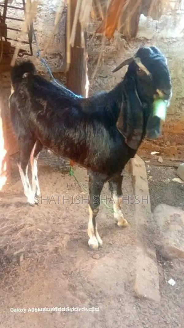 Kidaa Aadu
