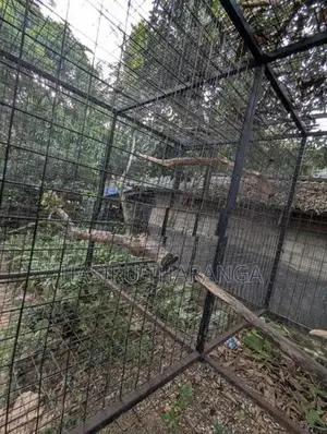 Birds Cage