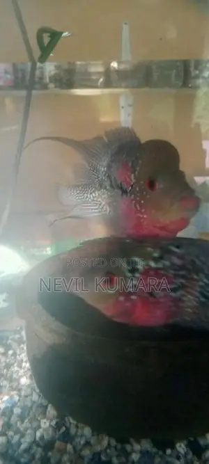 Flowerhorn