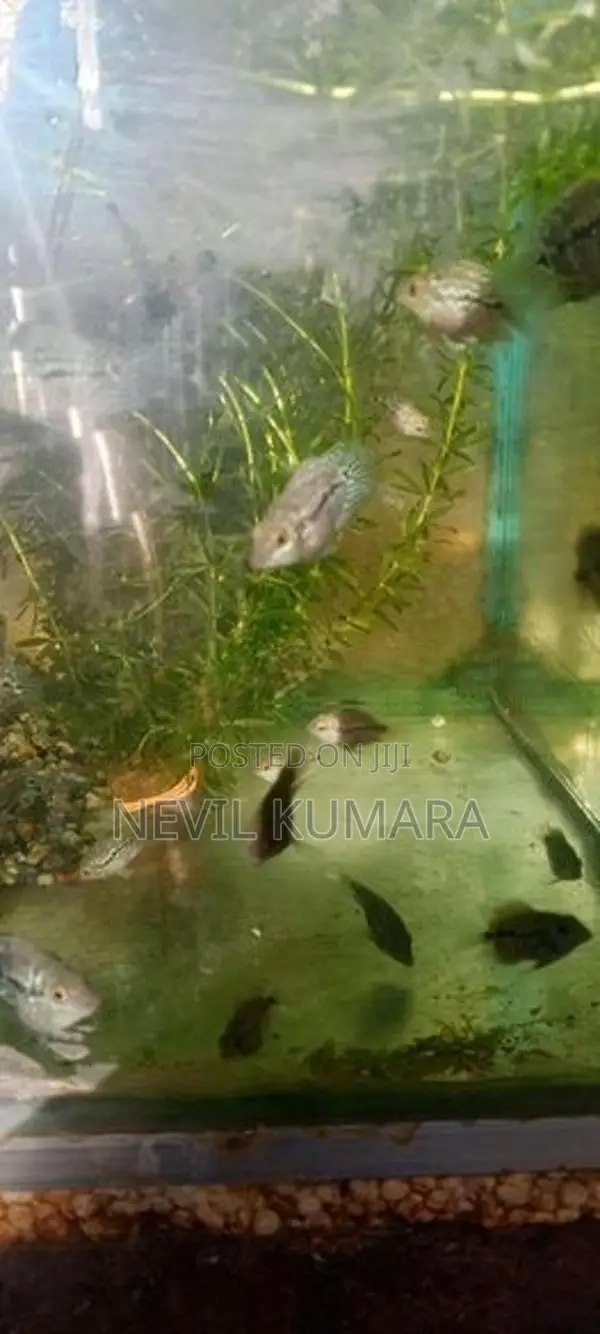 Flowerhorn