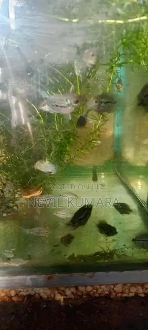 Flowerhorn