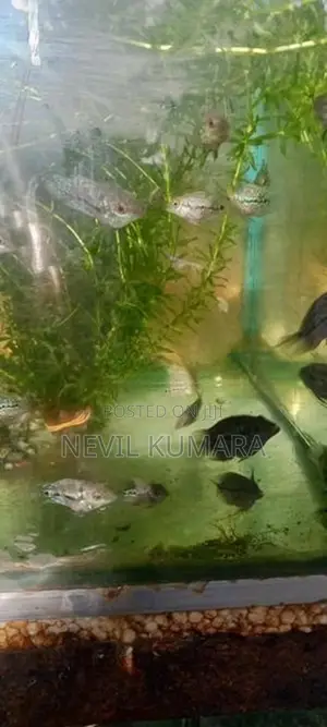 Flowerhorn