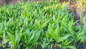 பாக்கு மரக்கன்றுகள்