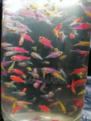 Glow Tetra Fish ( 1 /1.2 Cm )