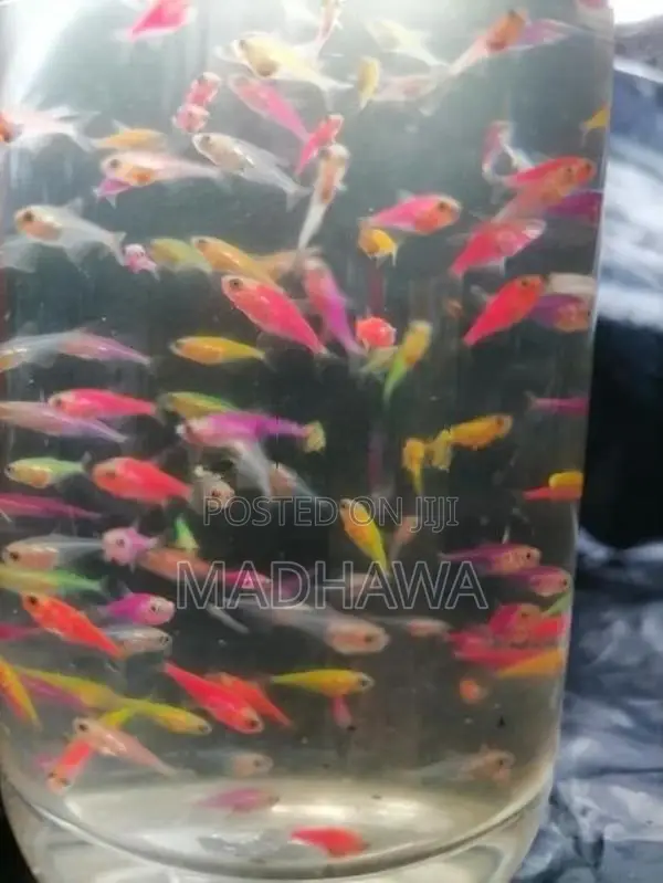 Glow Tetra Fish ( 1 /1.2 Cm )