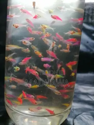 Glow Tetra Fish ( 1 /1.2 Cm )