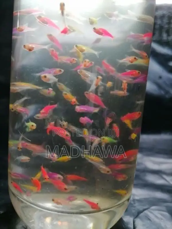 Glow Tetra Fish ( 1 /1.2 Cm )