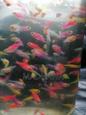 Glow Tetra Fish ( 1 /1.2 Cm )