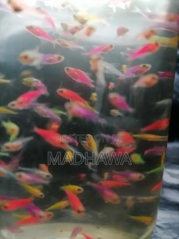 Glow Tetra Fish ( 1 /1.2 Cm )