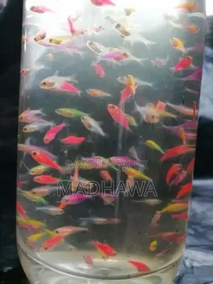 Glow Tetra Fish ( 1 /1.2 Cm )