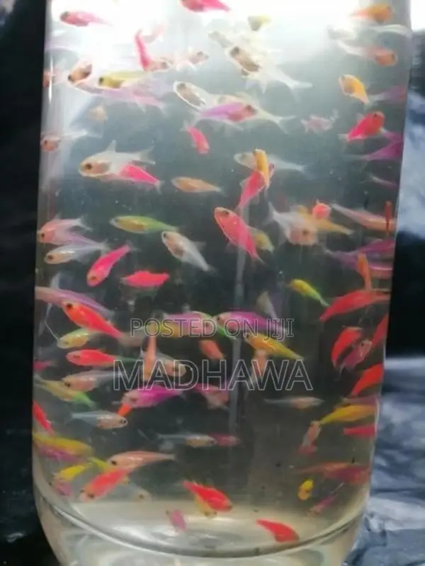 Glow Tetra Fish ( 1 /1.2 Cm )