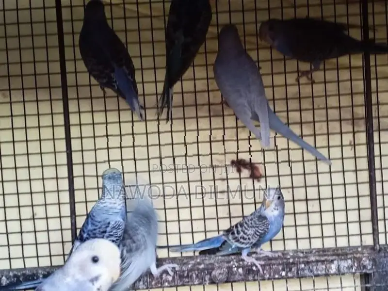Love Birds