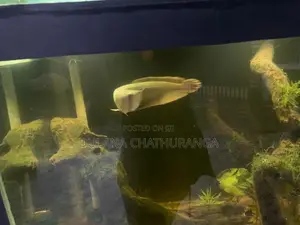 Silver Arowana