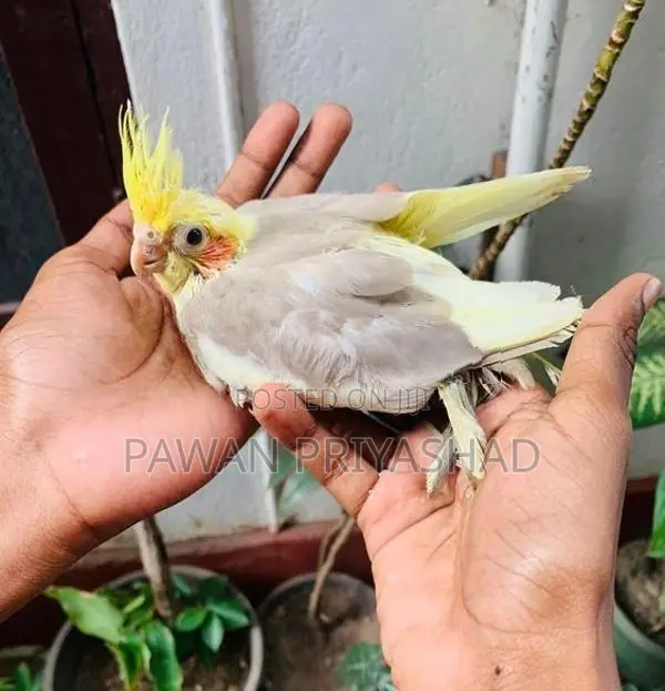 Cocktail Bird
