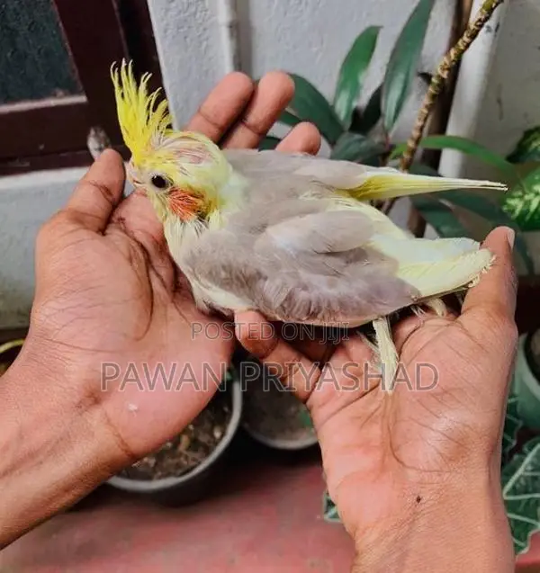 Cocktail Bird