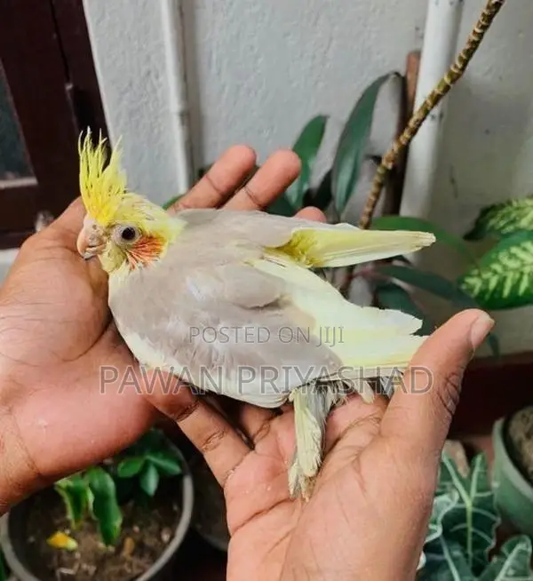 Cocktail Bird