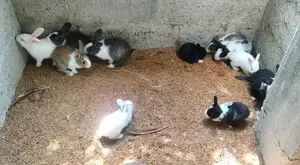 Rabbit