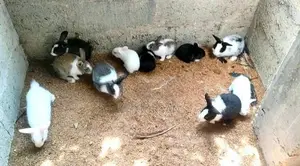 Rabbit