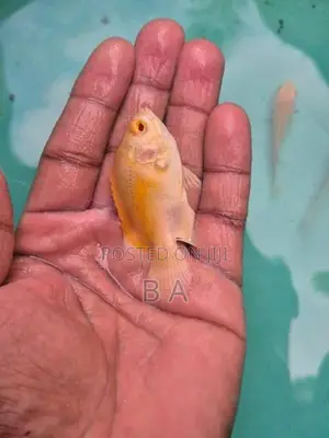 Lemon Oscar Fish