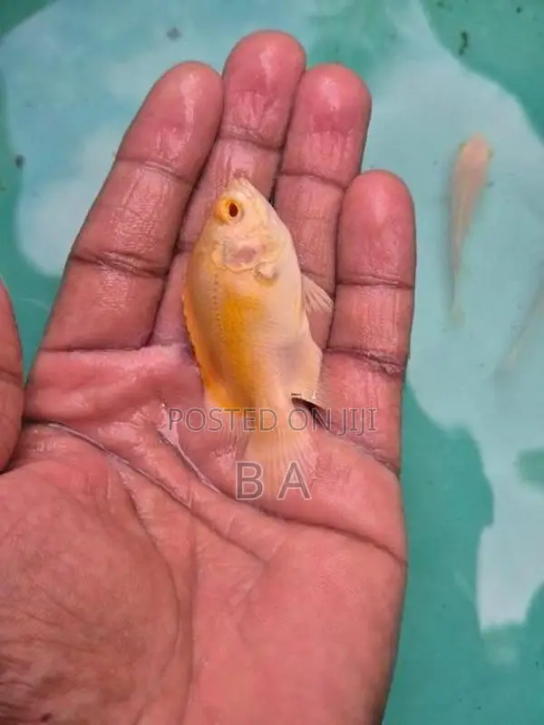 Lemon Oscar Fish
