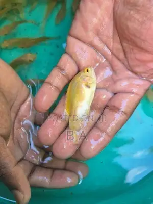 Lemon Oscar Fish