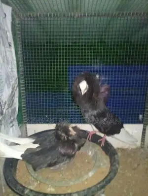 Fancy Pigeon