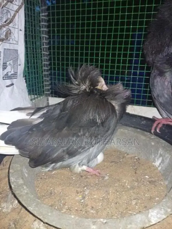 Fancy Pigeon