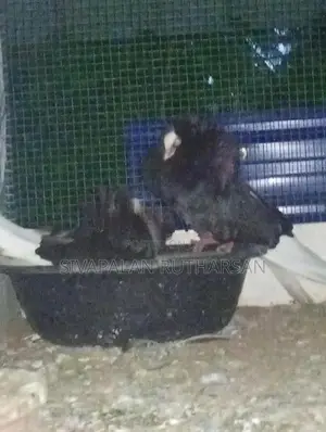 Fancy Pigeon