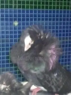 Fancy Pigeon