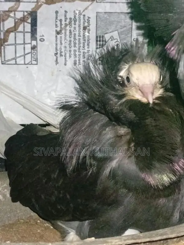 Fancy Pigeon