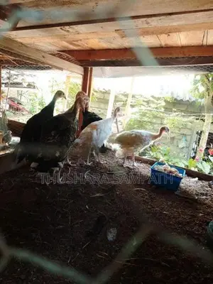 Kalukun Kukula