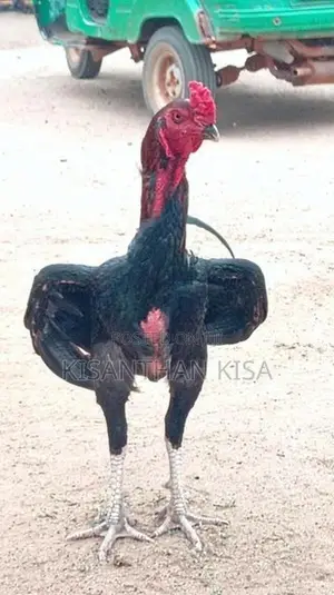 Velladiyan Rooster