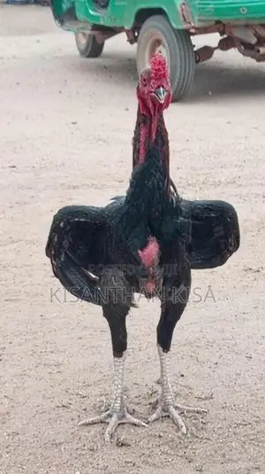 Velladiyan Rooster