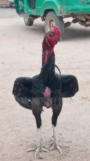 Velladiyan Rooster