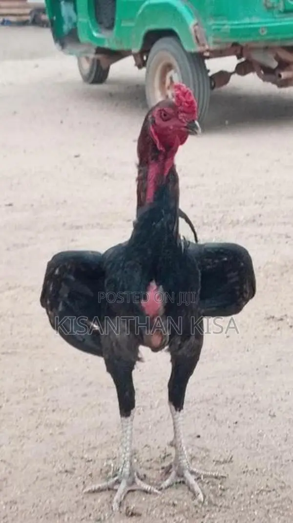 Velladiyan Rooster