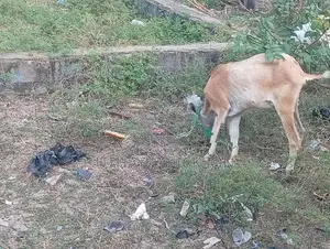 Farm Goat