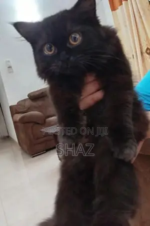 Persian Cat