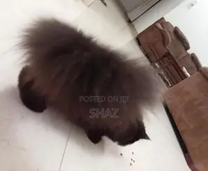 Persian Cat