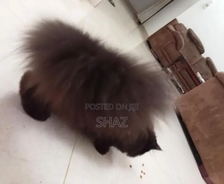Persian Cat