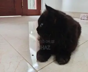 Persian Cat