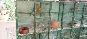 Bird Cage