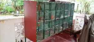 Bird Cage