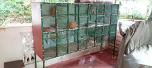 Bird Cage