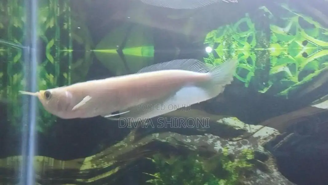 ඇල්බීනෝ ඇරවානා