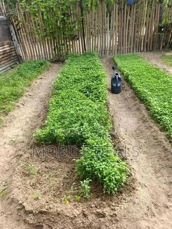 Chilli Plants