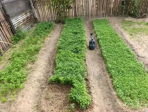 Chilli Plants