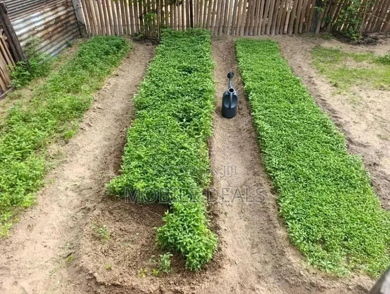 Chilli Plants
