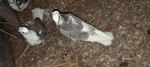 Pigeons